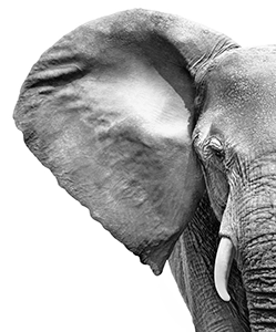 Image Éléphant côté gauche